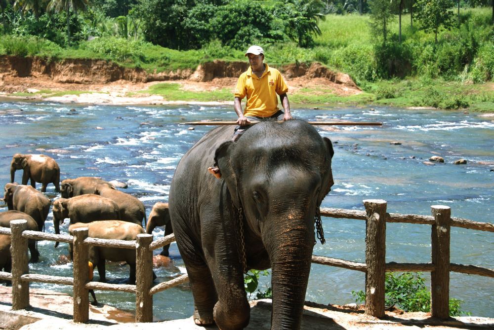 Desde Sigiriya, Sri Lanka: Excursión de un día a la Roca del León, el Templo del Diente de Buda (Sri Dalada Maligawa) y el Lago de Kandy