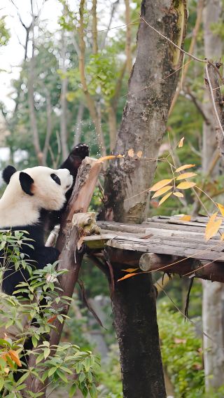 成都パンダ基地 三星堆 1日ツアー 中国語ガイド付き 専門解説 少人数グループ