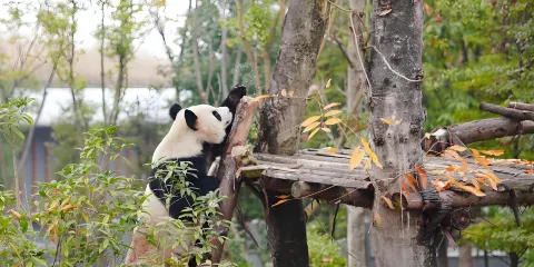 成都熊貓基地 三星堆 一日遊中文拼團 專業精講 品質小團