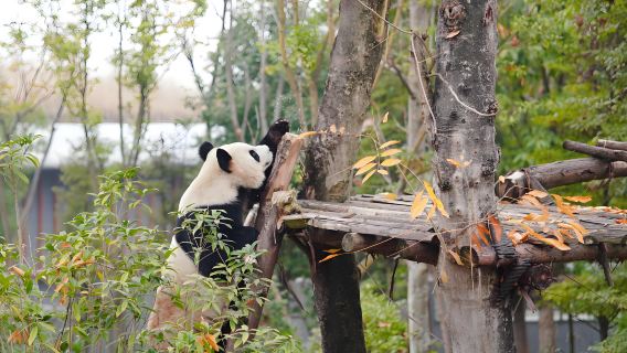 Однодневный тур в Чэнду, на базу панд Саньсиндуй, с групповым туром на китайском языке, профессиональный инструктаж, высококачественная небольшая группа