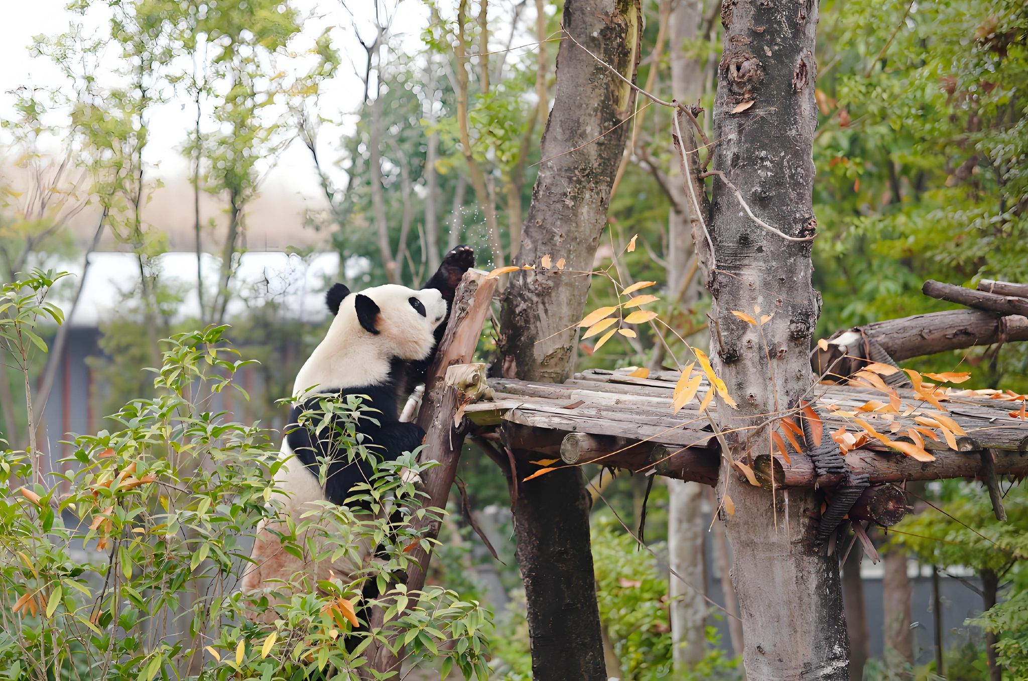 Chengdu Panda Base Sanxingdui One-Day Tour with Chinese-Language Group Booking, Professional Instruction, High-Quality Small Group