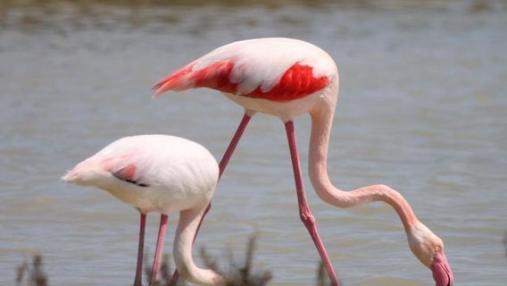 Camargue: Guided Tour from Arles + Saintes-Maries-de-la-Mer Visit