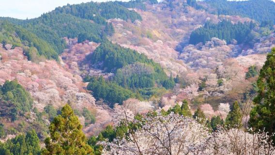 Cherry Blossom Buddha and Mt.Yoshino Tour From Osaka