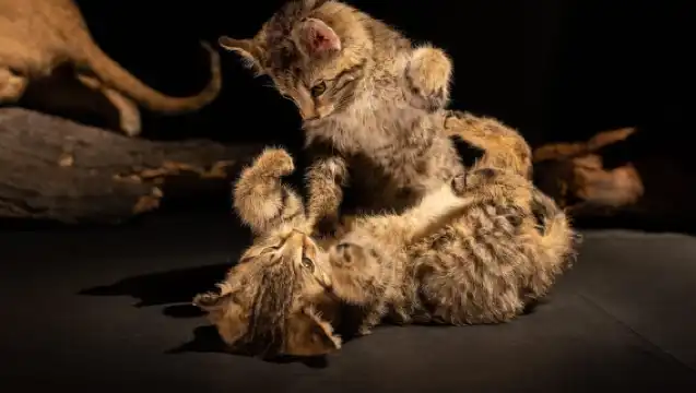 Natural History Museum LA: Entry + Fierce! The Story of Cats