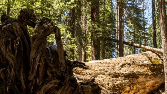 Yosemite National Park & Sequoia National Park from San Francisco or Los Angeles - Private Charter Available - Top Pick