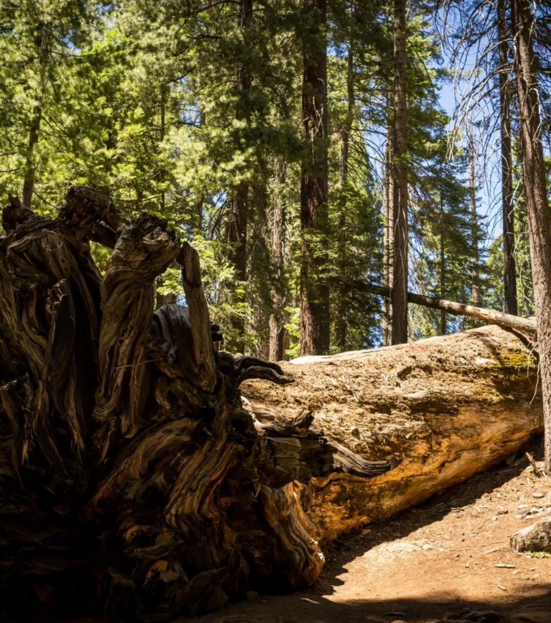 Yosemite National Park & Sequoia National Park from San Francisco or Los Angeles - Private Charter Available - Top Pick