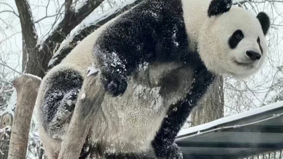 成都市内半日日帰りツアー|目覚めて出発|出張の空き時間【パンダ基地＋錦里古街】
