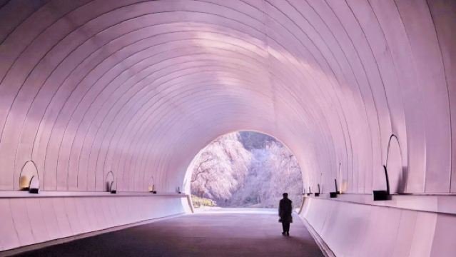 【名古屋桜限定】MIHO MUSEUM＋彦根城桜ワンデーツアー