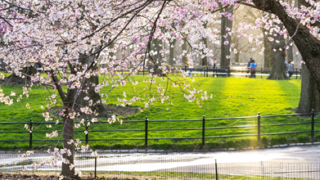 Pemandu pelancong di seluruh Amerika Syarikat / Penterjemah perniagaan / Perkhidmatan tersuai peribadi / Lawatan bebas dengan sambutan tempatan