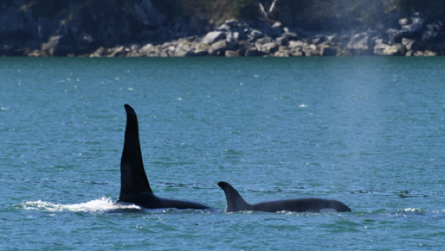 Excursión de avistamiento de ballenas de 4 horas en crucero desde Seward, Alaska