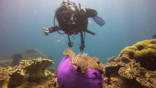 Hoi An Cham Island certified diving scuba diving/snorkeling/scuba OW certification/AOW certification/O+A certification 8 hour [Cham island fun dive]