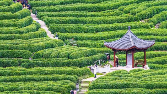 Hangzhou West Lake Longjing Village Tea Farmer Experience Half-Day Tour [Optional Private Transfer + Song Dynasty Tea Whisking + Tea Roasting & Tasting]