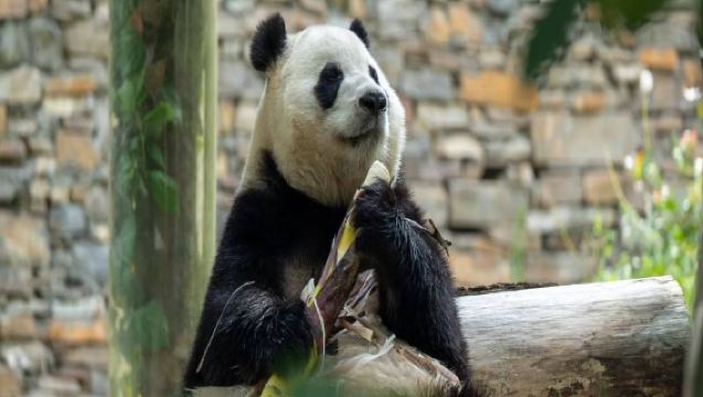 1-day tour to Wolong Panda Shenshuping Base and Dujiangyan [private tour + includes admission ticket + includes guide]
