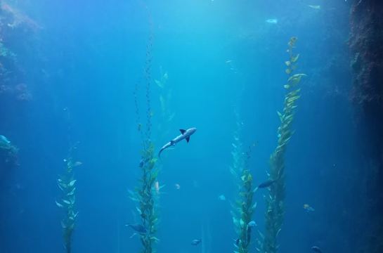 台灣高雄來回&墾丁台灣海洋生物博物館＋白沙灣&親子包車一日遊