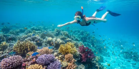 珀尼達島:於3-4個最佳浮潛地點暢玩並拍攝水底照片