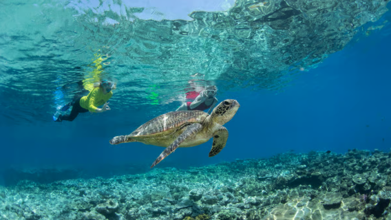 Excursión de buceo en la Gran Barrera de Coral de 8 horas desde Cairns