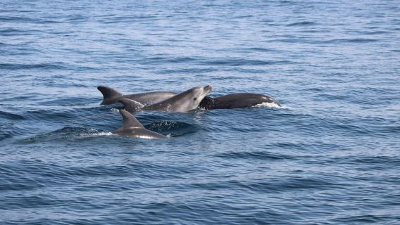 Biologist guided dolphin watching safari