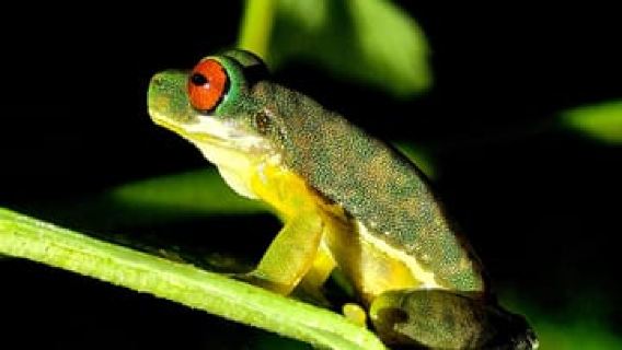 Monteverde Night Tour+Guide+Photos+HD optic+Flashlights