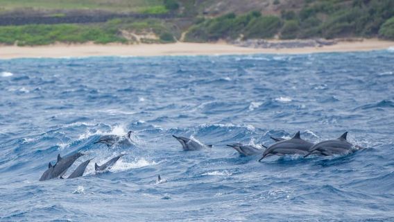 マウイ島：カアナパリ発 ドルフィンウォッチングボートトリップ（ランチ付き）