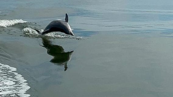 Orange Beach: Dolphin-Watching Eco-Boat Tour