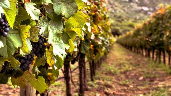 Ercolano vineyards, view cellar wine tasting and brunch