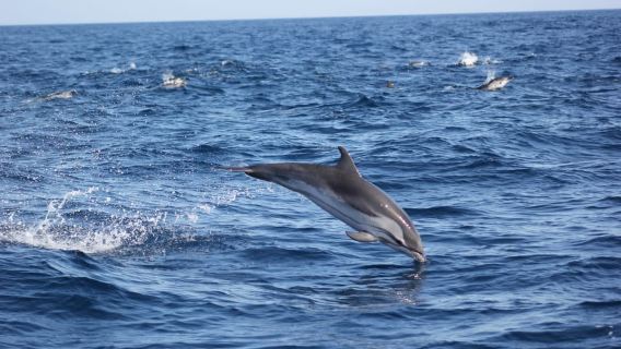 Sagres Wildlife Adventure: Dolphin and Whale Watching Tour