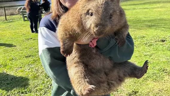 Lawatan sehari Sydney Taralga peluk wombat + Big Merino kawasan tanah tinggi selatan