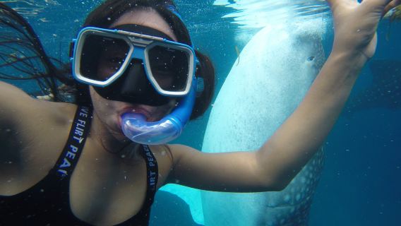 Филиппины Себу Oslob Whale Shark Watching + Муалбоал Сардины Шторм однодневный тур