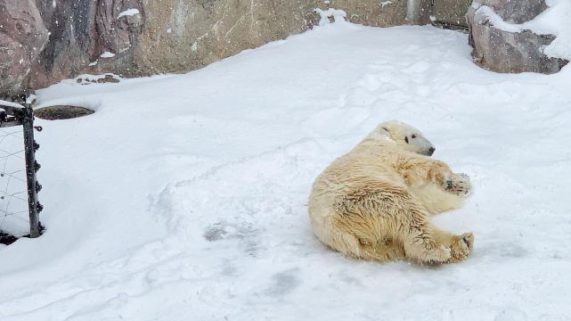 Asahikawa Zoo Day Tour