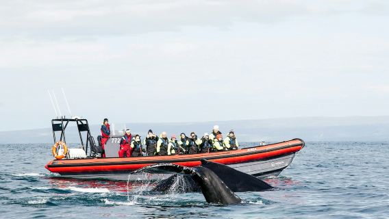 Wale und Papageientaucher: RIB-Schnellboot-Tour