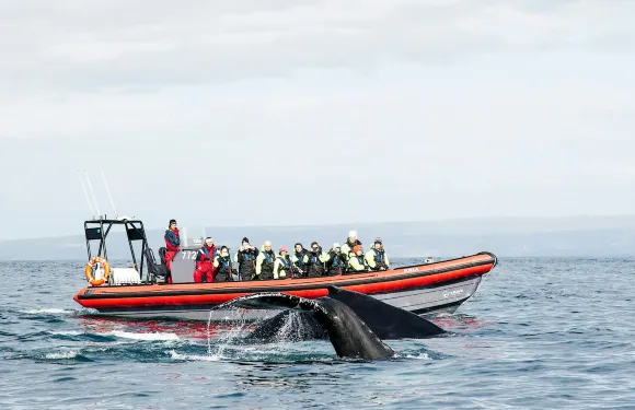 鯨魚與海鸚：RIB快艇之旅
