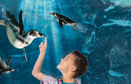 Acquario di Cattolica：快速通道門票成人