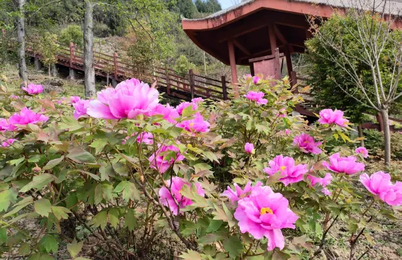 華夏牡丹園門票成人
