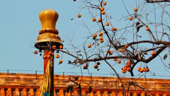 北京雍和宮一日遊【『探秘皇家寺院·帶您走進龍潛福地故事』】