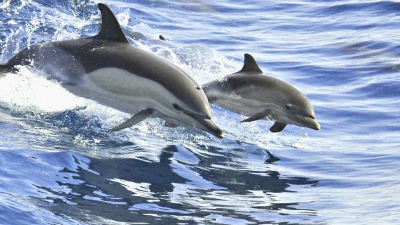 Tenerife: 3-Hour Whale & Dolphin Watching Sailboat Tour with Sandwich & Drinks