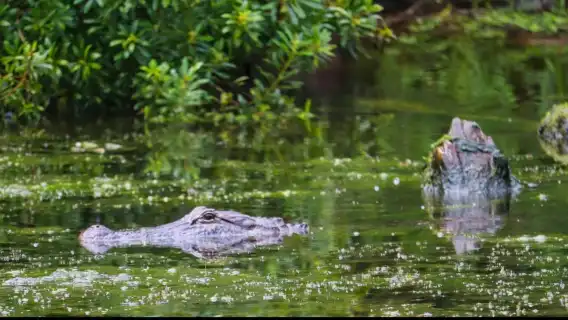 Airboat ride through the New Orleans wetlands