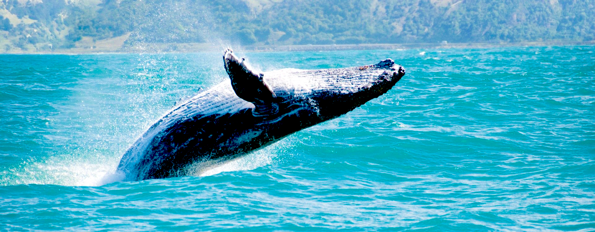 Gold Coast Whale Watching Half Day Tour [Guaranteed Whale Watching Rate·Depart from Main Beach Pier·