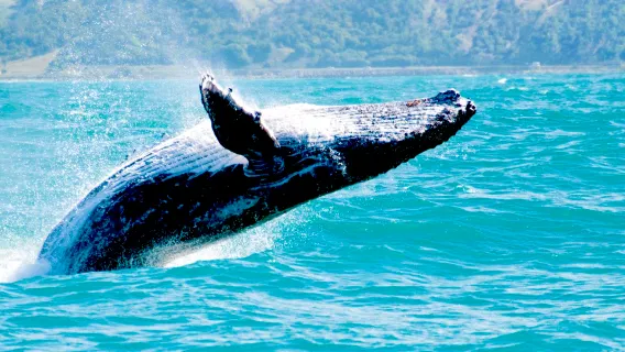 Gold Coast Whale Watching Half-Day Tour [Guaranteed Sighting Rate · Departs from Main Beach Pier · 2.5h]