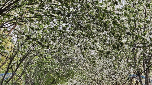 洛陽白馬寺+天子駕六博物館+遺址植物園一日遊提供中英文服務
