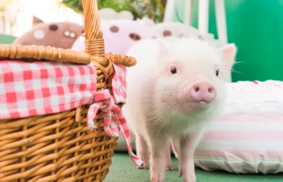 【mipig cafe 福岡天神店】超人氣治癒小豬咖啡廳互動體驗