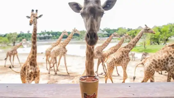 [私人訂製] Safari World 專屬一日遊 – 資深司機 & 客製化行程