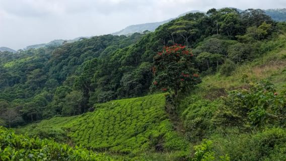 Bentota