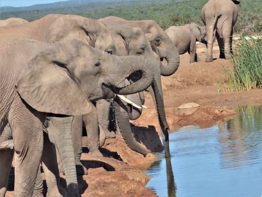 Addo National Park: Full-Day Safari Tour