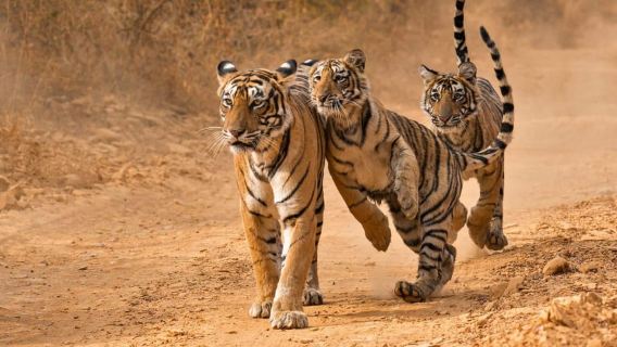 Da Jaipur: safari al Parco Nazionale di Ranthambore con trasferimenti