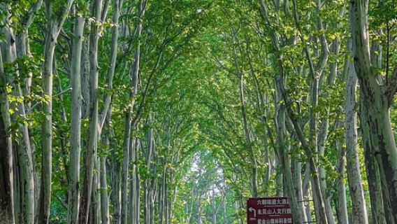 Nanjing: Green Boulevards, Bookstore Warmth & Scenic River