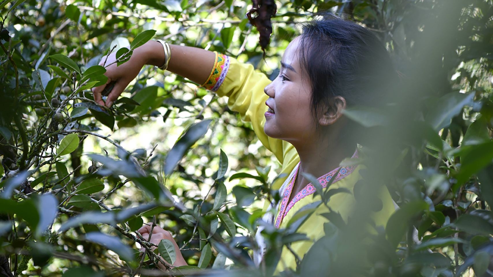 [Tour di gruppo per 8 persone con partenza da Pu'er] tour di un giorno all'antico villaggio di Nuogan + all'antico giardino del tè del monte Jingmai + all'antico villaggio di Wengji