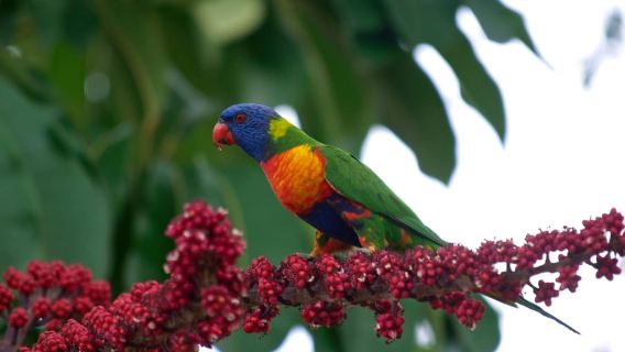 แครนส์: ทัวร์ครึ่งวันด้วยรถขับเคลื่อนสี่ล้อชมป่าฝนและน้ำตก