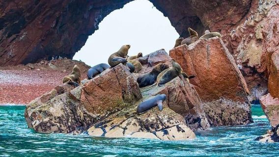 Лима: однодневная экскурсия по Паракасу, острову Бальестас и невольничьему туннелю