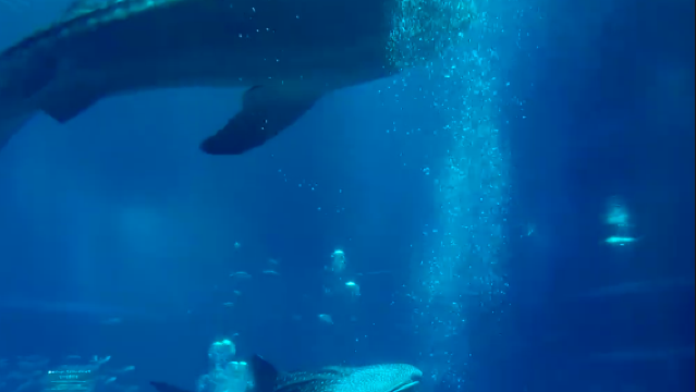 日本-大阪海遊館-大阪城公園-心齋橋-南波八坂-道頓崛