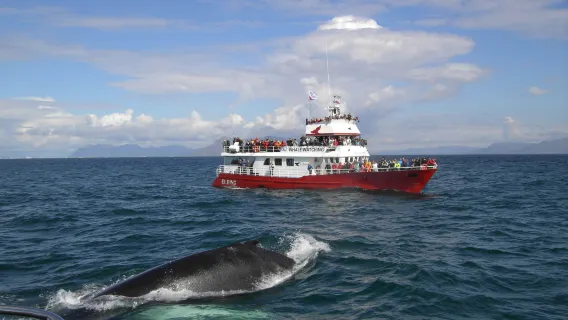 Tour di avvistamento balene in partenza da Reykjavik, Islanda (partenze giornaliere, opzioni mattutine o pomeridiane)